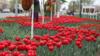 Фотография к новости: Түркістанды түрлендірген қызғалдақтар
