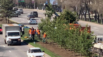 Фотография к новости: Алматыда Әл-Фараби даңғылының бойына ағаш отырғызу басталды