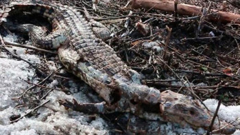 Фотография к новости: Зайсан көлінің жағасынан өлген қолтырауын табылды