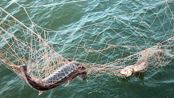 Фотография к новости: Теңіз шекарашылары балықтарды құтқарды