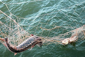 Фотография к новости: Теңіз шекарашылары балықтарды құтқарды