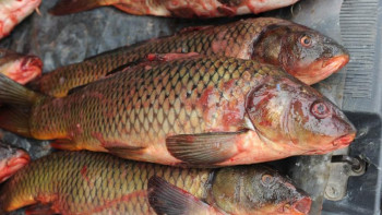 Фотография к новости: Балық аулауға уақытша тыйым салынды