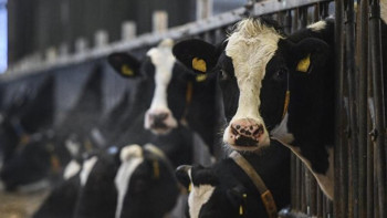 Фотография к новости: Бруцеллезді анықтау енді бүкіл табынға жүргізіледі 