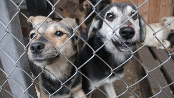 Фотография к новости: Германияда иесіз жануарлардың тамағына жыл сайын 8 млн еуро бөлінеді 