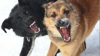 Фотография к новости: Нұр-Сұлтанда 2 мыңнан астам адамды ит қапқан