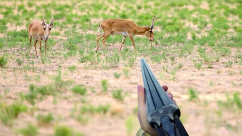 Фотография к новости: Киік қырғыны: Мемлекетке келтірілген 1,1 млрд теңге шығынның 12 млн-ы ғана өндірілген