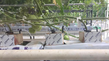 Фотография к новости: Ақтөбеде жылыжай ашылды