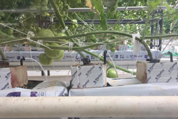 Фотография к новости: Ақтөбеде жылыжай ашылды