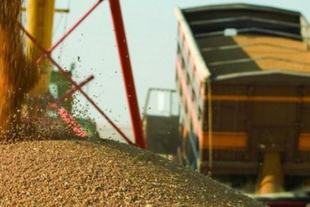 Фотография к новости: Қазақстандық бидайдың экспорты 35% өсті