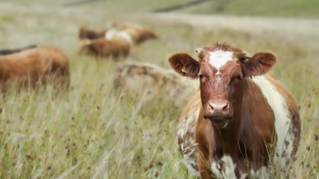 Фотография к новости: Қылмыскер ұрлаған сиырын сойып жатқан жерінен ұсталды