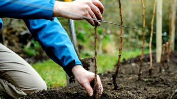 Фотография к новости: Атыраулықтарға мыңдаған​ көшет​ тегін таратылады