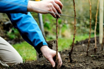 Фотография к новости: Атыраулықтарға мыңдаған​ көшет​ тегін таратылады