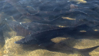 Фотография к новости: 10 млн теңгенің бекіресі құтқарылды