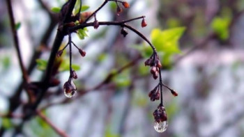 Фотография к новости: 7 сәуірге арналған ауа райы болжамы: еліміздің батысы мен шығысында жауын-шашын жауады