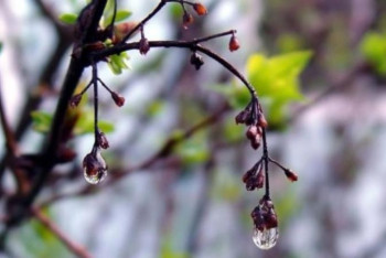 Фотография к новости: 7 сәуірге арналған ауа райы болжамы: еліміздің батысы мен шығысында жауын-шашын жауады