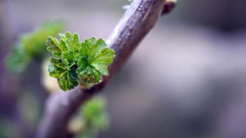 Фотография к новости: Елордада алдағы 2 күнде ауа райы жауын-шашынсыз болады