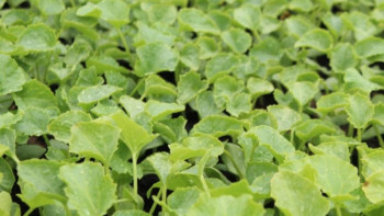 Фотография к новости: Түркістан облысында 12 мың гектарға бақша дақылдары егілді