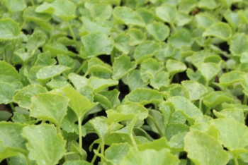 Фотография к новости: Түркістан облысында 12 мың гектарға бақша дақылдары егілді