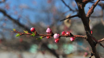 Фотография к новости: Елордада алдағы үш күнде жауын-шашын болмайды