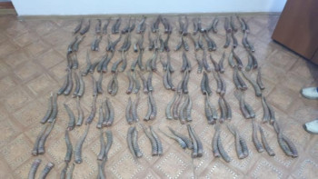 Фотография к новости: Шекарадан 148 дана киік мүйізін алып өтпек болған өзбекстандық ұсталды