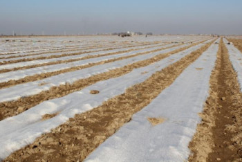 Фотография к новости: Түркістанның Жетісай ауданында 77 мың гектар жерге егін егіледі