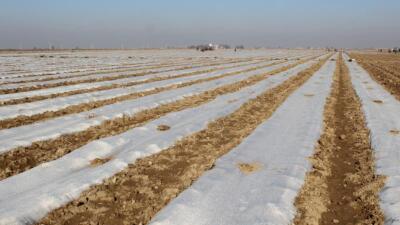 Түркістанның Жетісай ауданында 77 мың гектар жерге егін егіледі