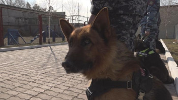 Фотография к новости: Павлодар облысында иісшіл иттердің көмегімен 160 қылмыстың беті ашылды 