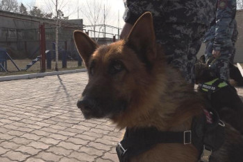 Павлодар облысында иісшіл иттердің көмегімен 160 қылмыстың беті ашылды 