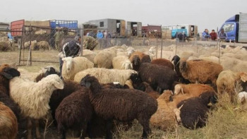 Фотография к новости: Қойдың қадіріне қашан жетеміз? – Сенат депутаты Үкіметке сауал жолдады