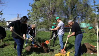 Фотография к новости: Бір күннің ішінде Алматыда 7 мыңдай ағаш отырғызылды