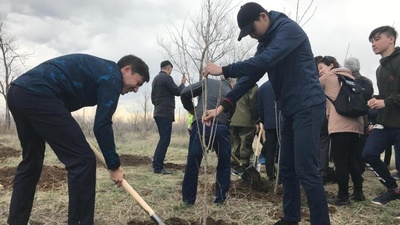 Батысқазақстандық жастар 15 мың түп көшет отырғызды 