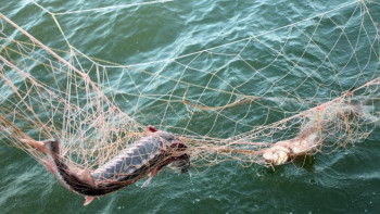 Фотография к новости: Шекарашылар мың тоннаға жуық бекіре тұқымдас балықты құтқарды