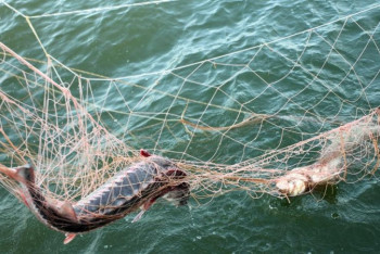 Фотография к новости: Шекарашылар мың тоннаға жуық бекіре тұқымдас балықты құтқарды