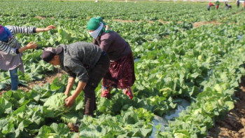 Фотография к новости: ﻿﻿﻿Түркістан облысының диқандары алғашқы өнімін жинады