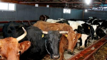 Фотография к новости: Биыл 2 мың отбасылық ферма құру жоспарда бар – АШМ