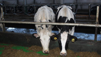 Фотография к новости: 31 отбасылық тауарлық сүт фермасы құрылады – АШМ 