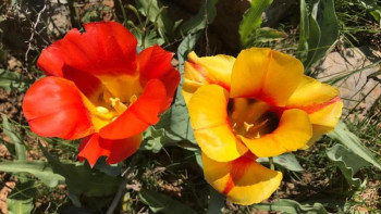 Фотография к новости: Түркістан облысында қызғалдақты жұлғандар заң арқылы жазаланады