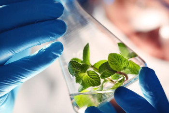 Фотография к новости: Жас ғалымдар өсімдік майынан биоотын алудың жолын тапты