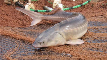 Фотография к новости: Каспий теңізінен 70 келіден астам бекіре тұқымдас балық тірідей құтқарылды