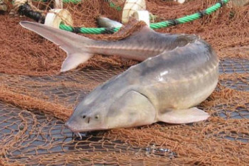 Фотография к новости: Каспий теңізінен 70 келіден астам бекіре тұқымдас балық тірідей құтқарылды