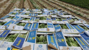 Фотография к новости: Түркістан облысында тамшылатып суғару әдісімен мол өніп алынды