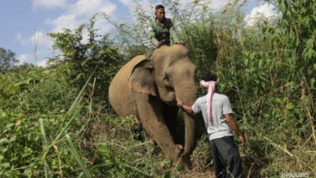 Фотография к новости: Үндістанда піл бес адамды таптап өлтірді