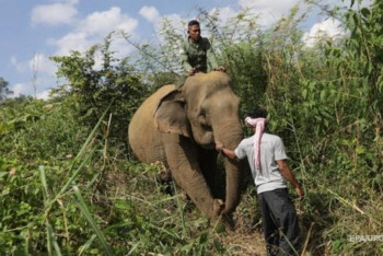 Фотография к новости: Үндістанда піл бес адамды таптап өлтірді