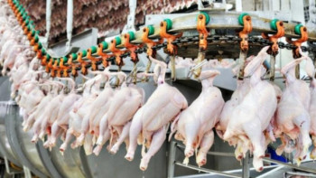 Фотография к новости: Жамбыл облысындағы құс етін өндіретін кешенде қайта жаңғырту жұмыстары жүргізілуде