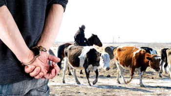 Фотография к новости: Ақтөбе облысында барымташылар құрықталды 