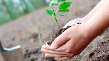 Фотография к новости: Дін қызметкерлері мектептердің ауласына көшет отырғызды