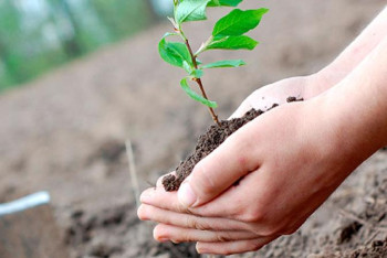 Фотография к новости: Дін қызметкерлері мектептердің ауласына көшет отырғызды