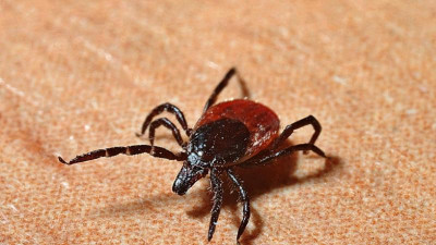 Павлодар облысында бір айда 21 адамды кене шаққан