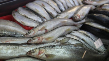 Фотография к новости: Браконьерлер балық уылдырық шашатын уақытта да аулай береді