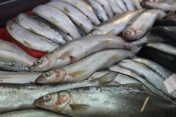 Фотография к новости: Браконьерлер балық уылдырық шашатын уақытта да аулай береді